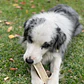 Asta de ciervo Mediana (M) Doggo - Mordedor 100% natural para perro - Miniatura 4