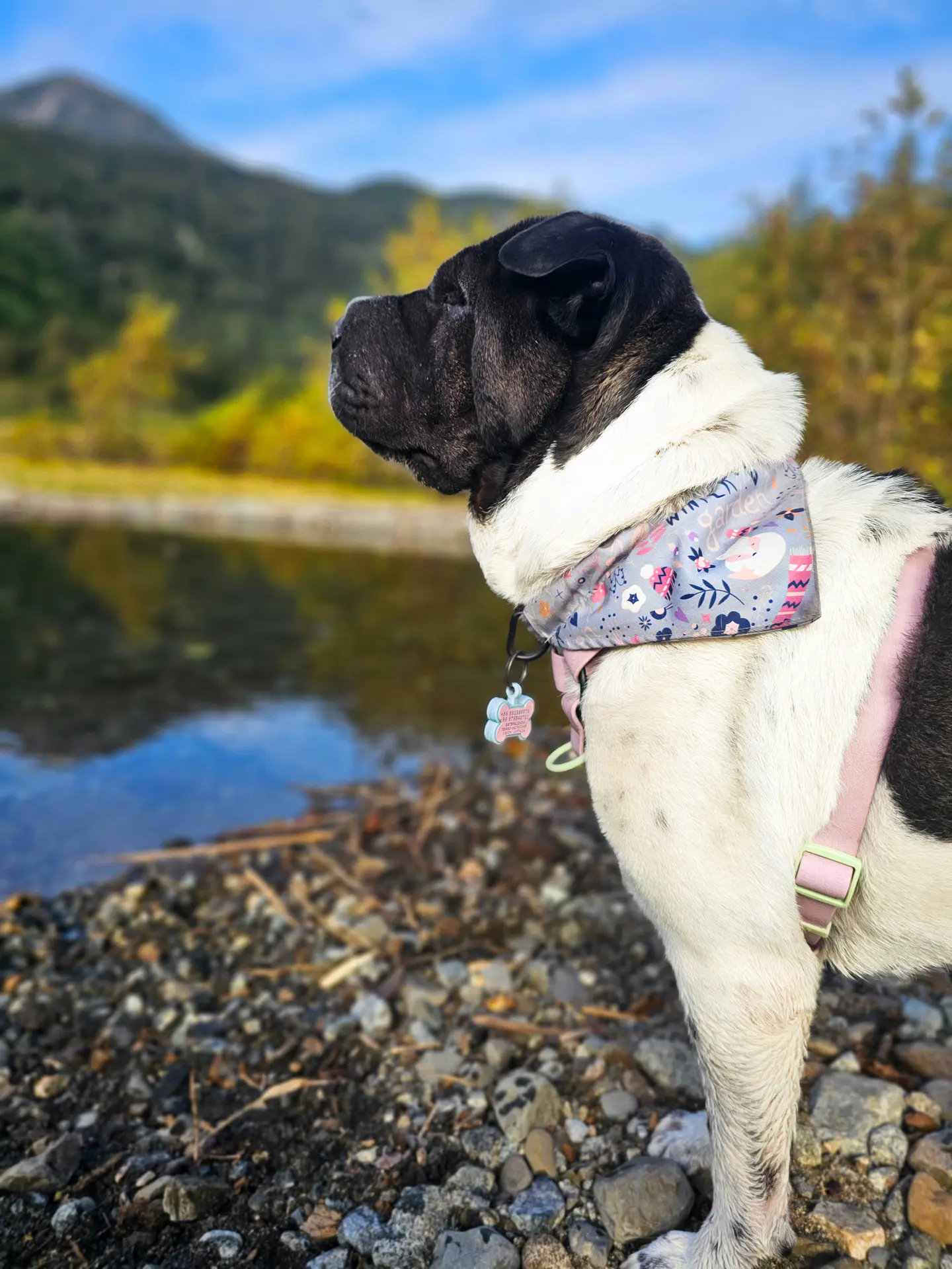 Hueso color BABY ROSA - Placa de identificación de silicona para mascotas 4