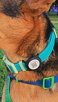 Placa inteligente con QR PAWVIEW - 100% silicona - Identifica a tu mascota - Miniatura 4