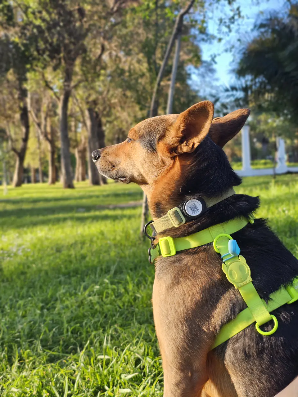 Placa inteligente con QR PAWVIEW - 100% silicona - Identifica a tu mascota 5
