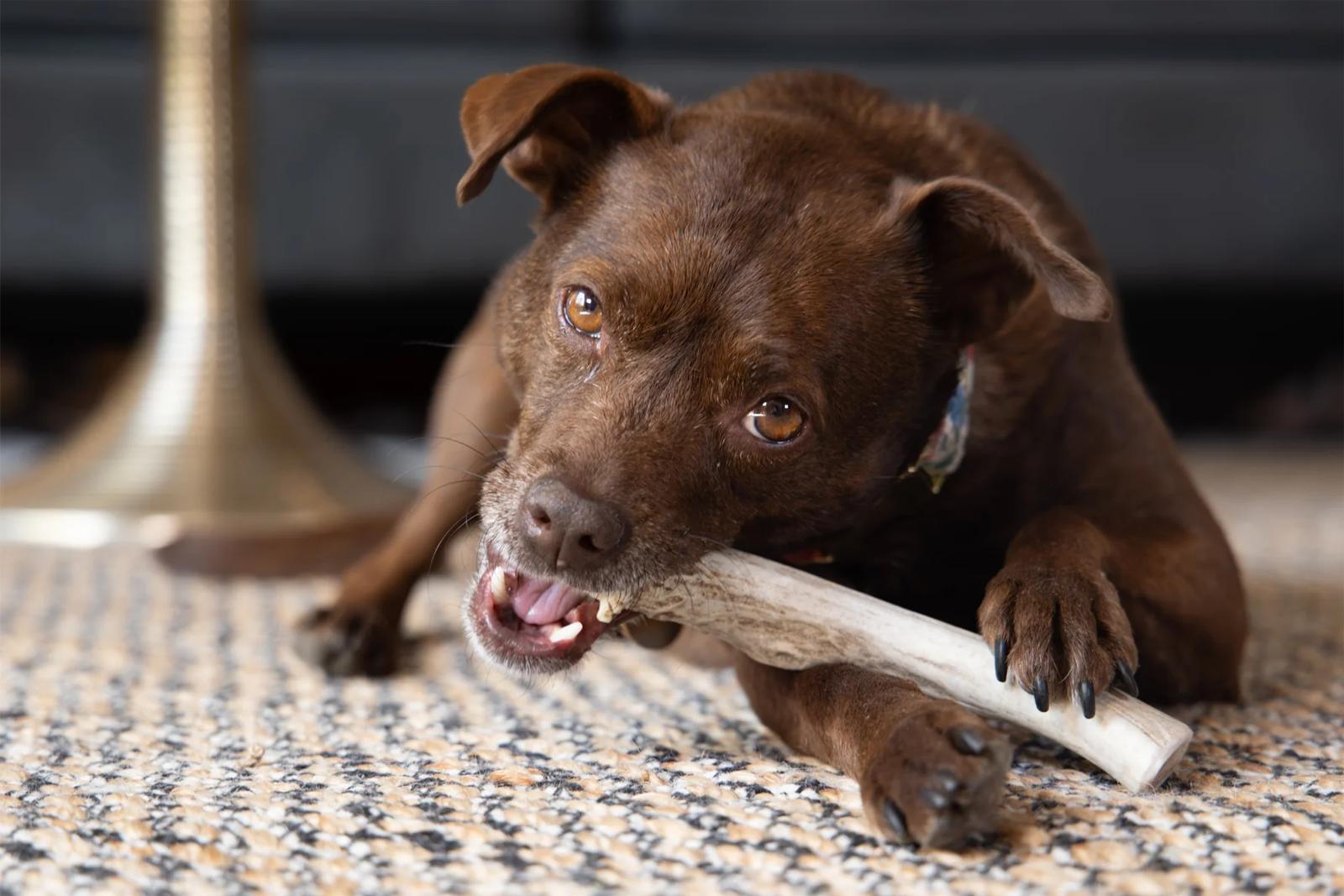 Astas de ciervo para perros: beneficios reales y una forma más natural de morder 🦌