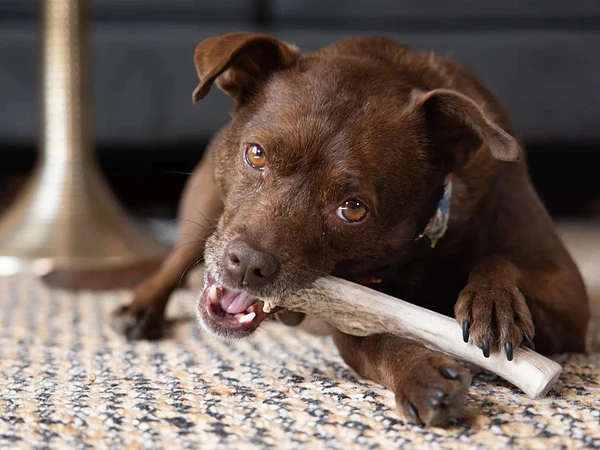 Astas de ciervo para perros: beneficios reales y una forma más natural de morder 🦌