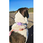 Porta Airtag - LATTE (con grabado láser, identificación para mascotas)- COPIA 5