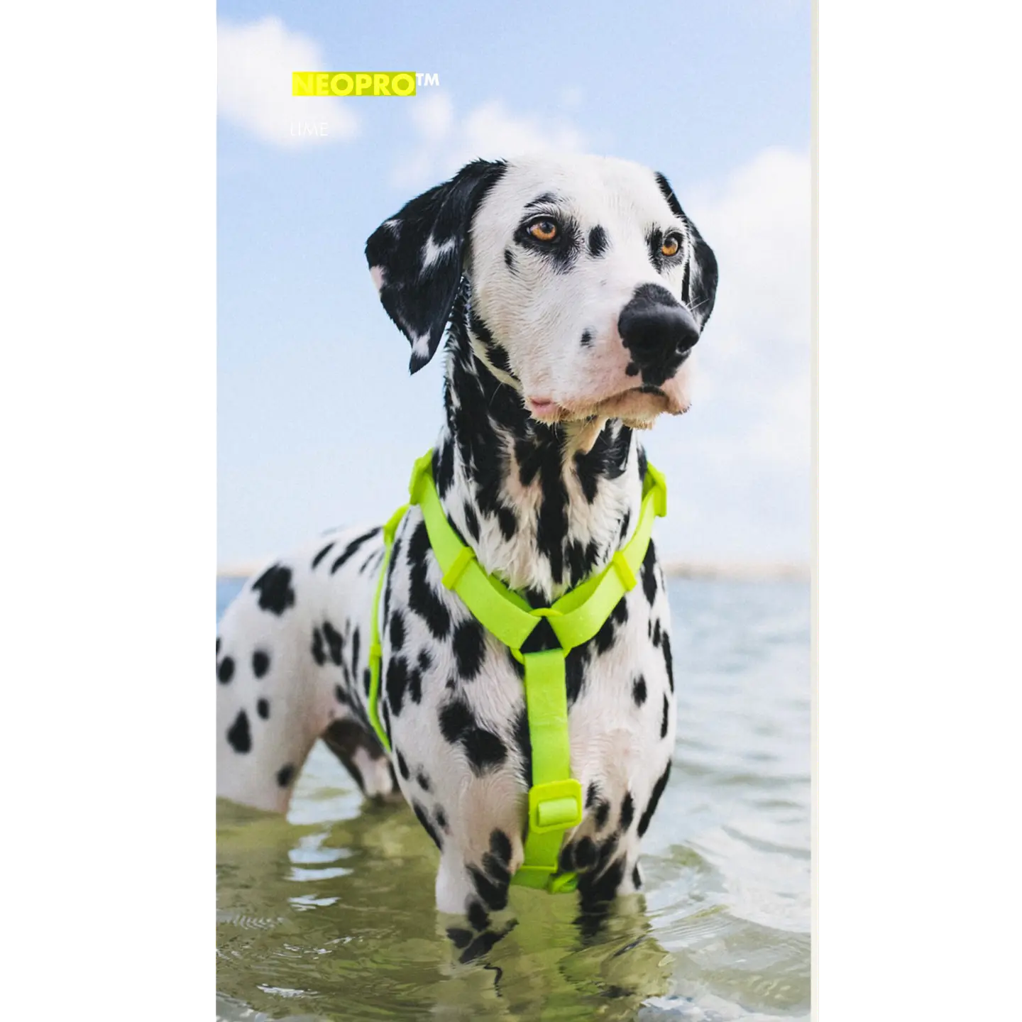 ZEEDOG Arnés Neopro Apex (S, M, L) - Tipo H - Impermeable para perros 4
