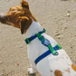 ZEEDOG Arnés Neopro Apex (S, M, L) - Tipo H - Impermeable para perros - Miniatura 3