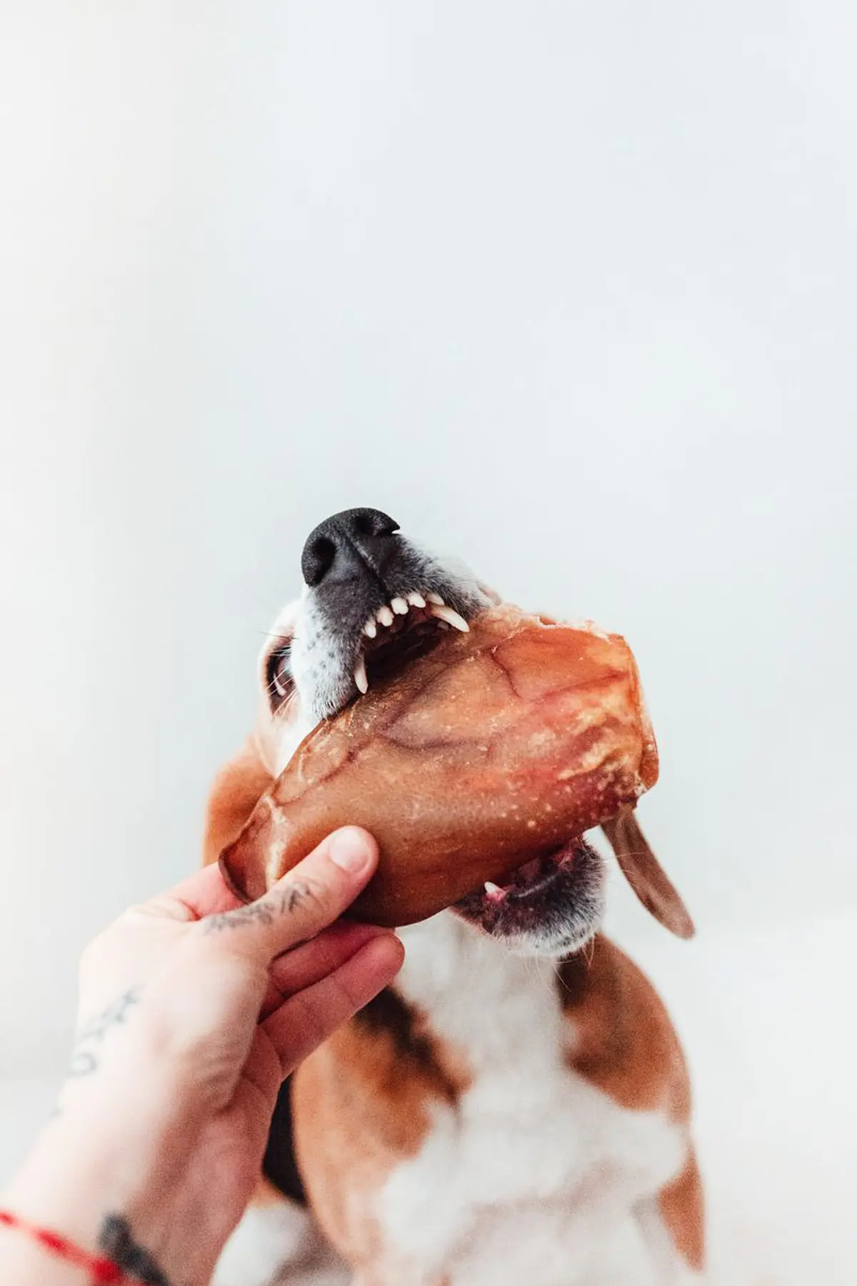 Pepets Coquets
