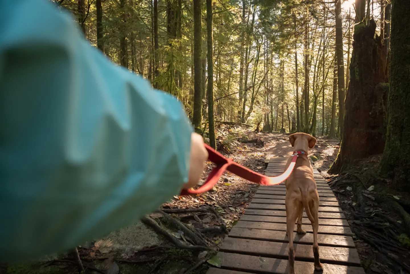 ¿Por qué cuidar cada paseo?
