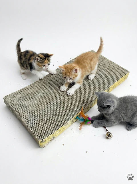 Rascador con catnip