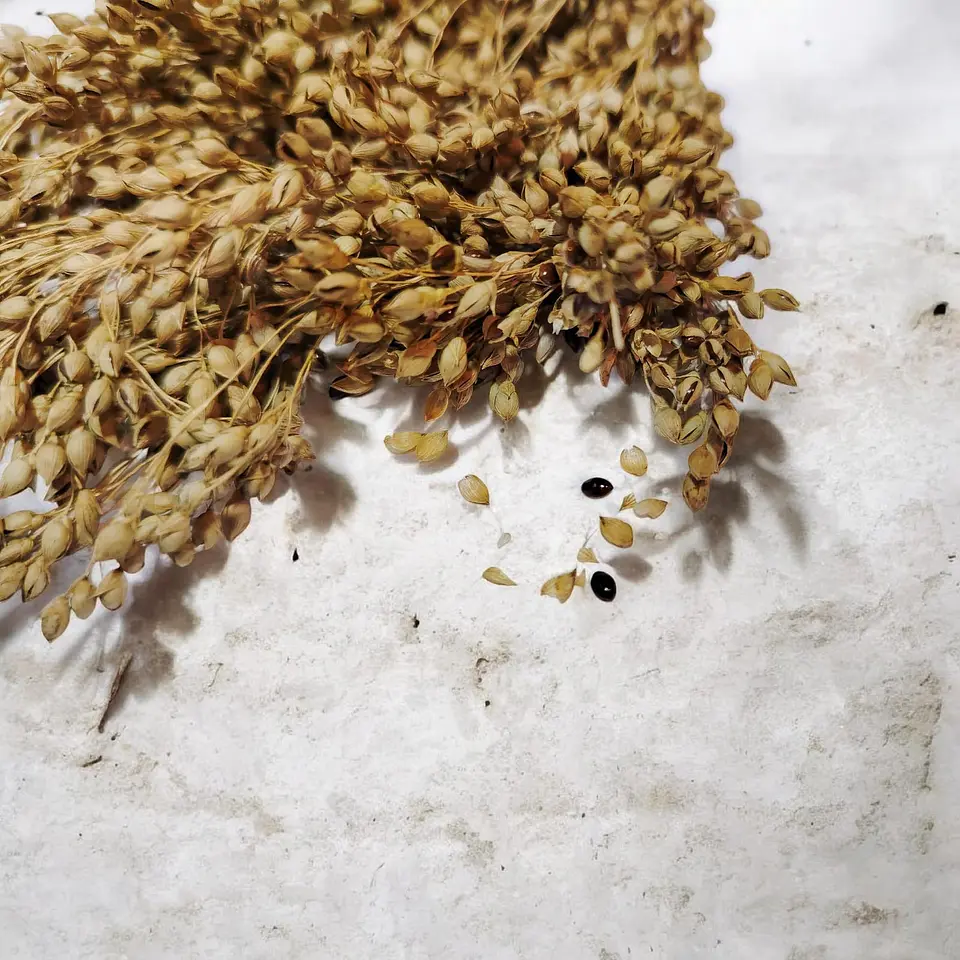 Ramas de mijo 2
