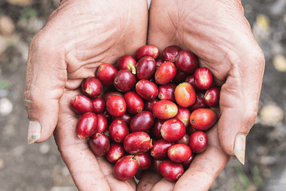 Beneficios de tomar buen café