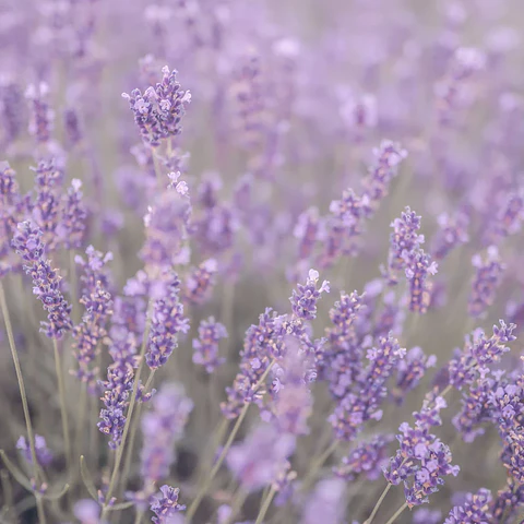 Aceite esencial puro de lavanda 10 ml