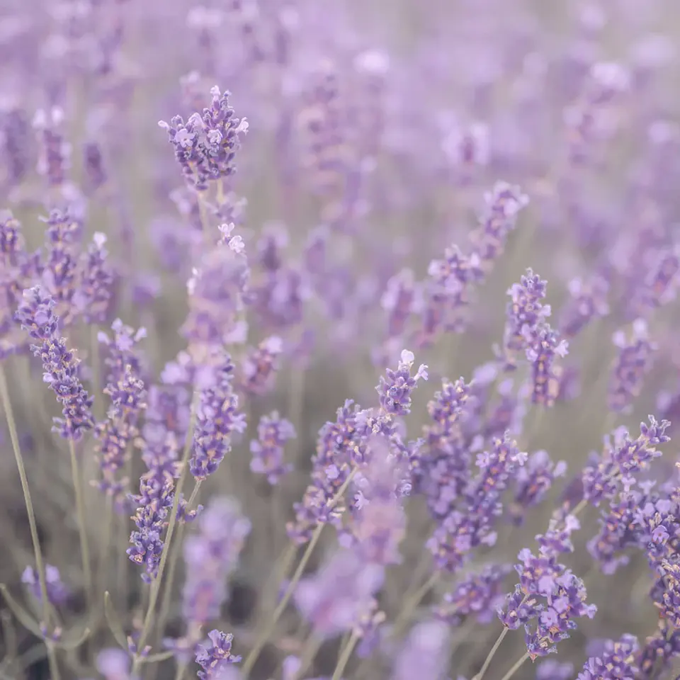 Aceite esencial puro de lavanda 10 ml 2