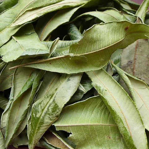 Aceite esencial puro de mirto limón 10 ml