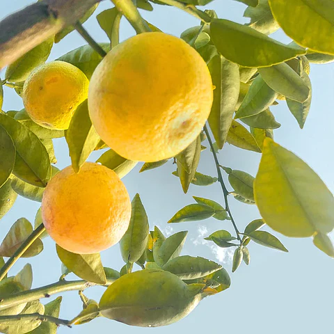 Aceite esencial puro de limón 10 ml