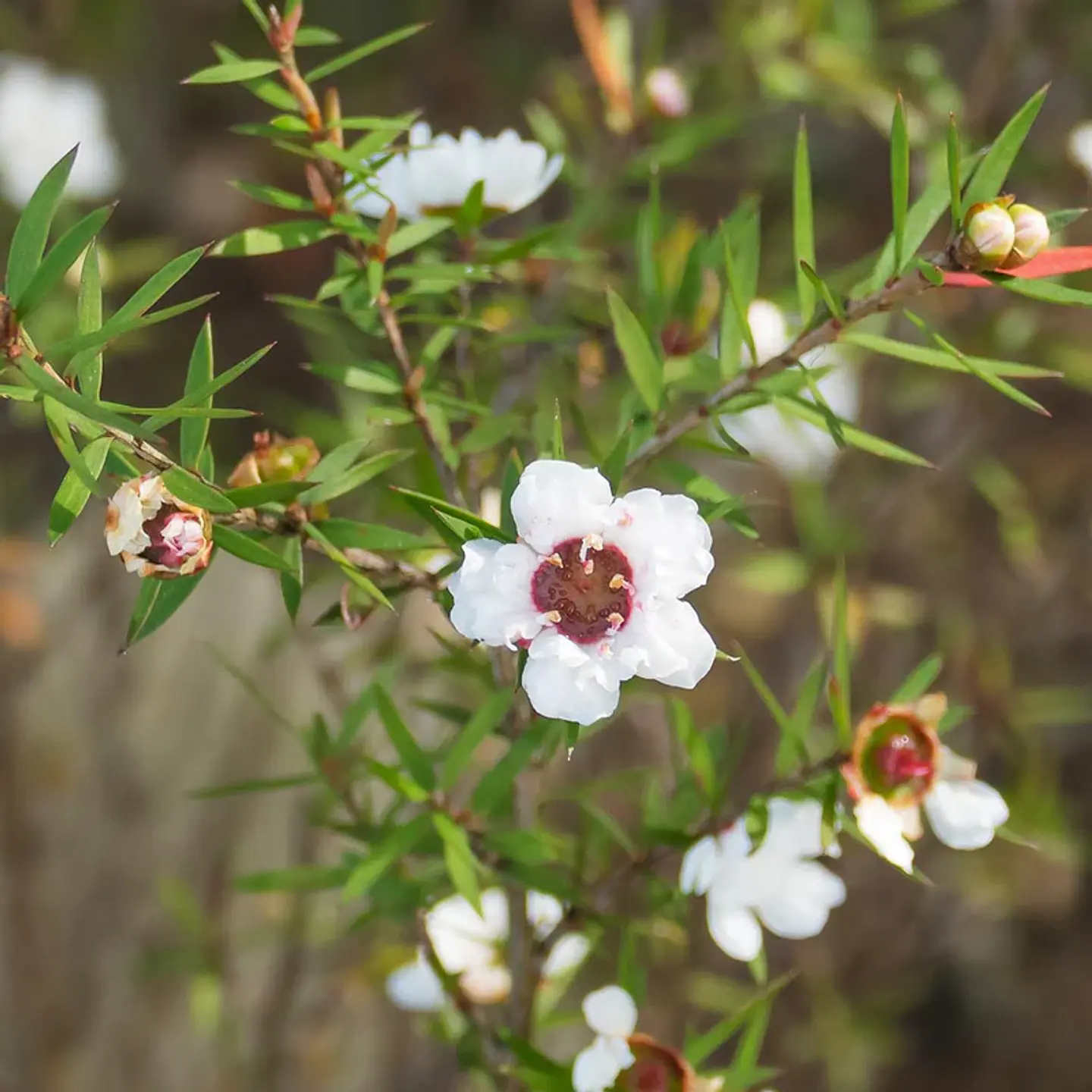 Aceite esencial de árbol de té 10 ml 2