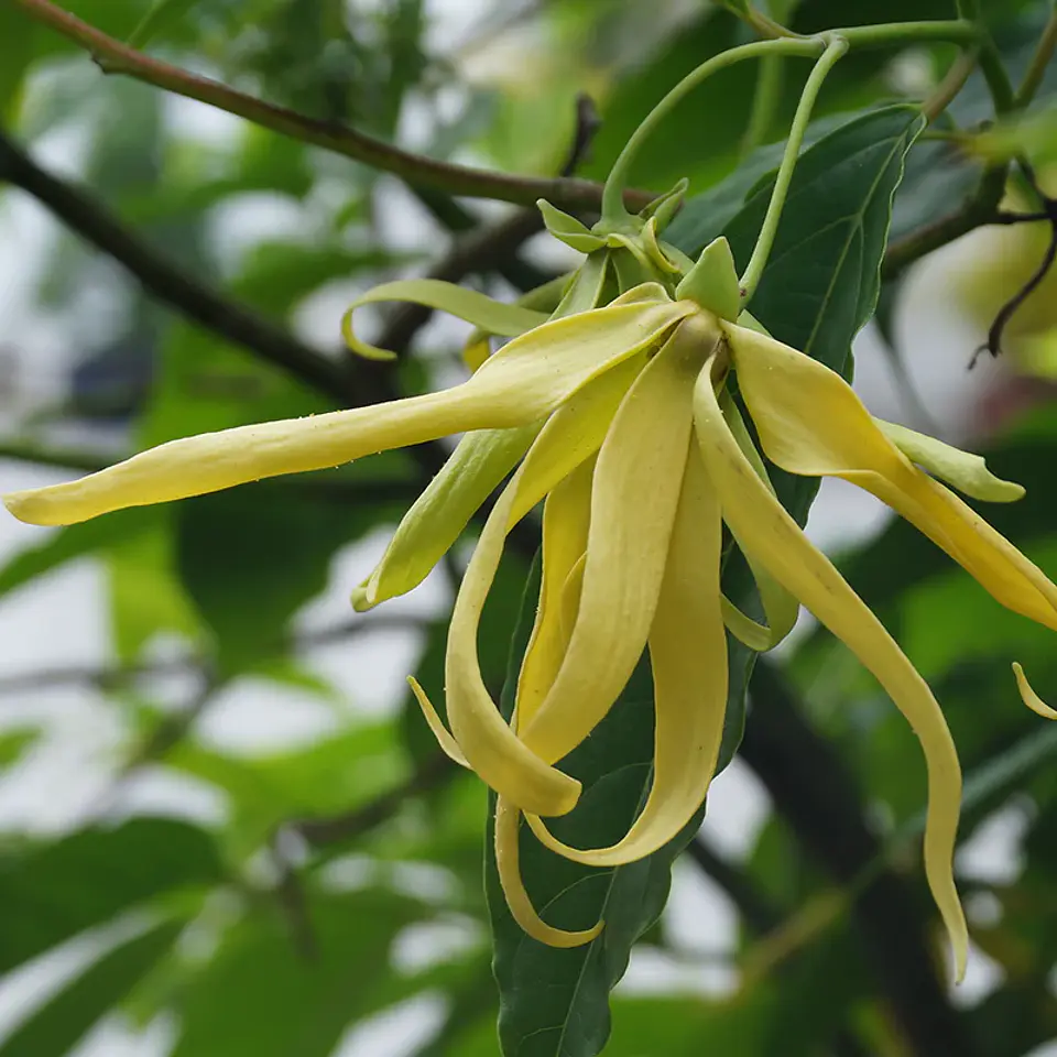 Aceite esencial puro completo de Ylang Ylang 10 ml 2