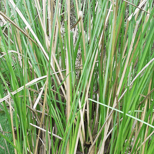 Aceite esencial puro Vetiver 10 ml