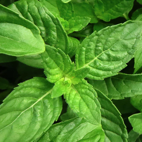 Aceite esencial puro de Albahaca 10 ml