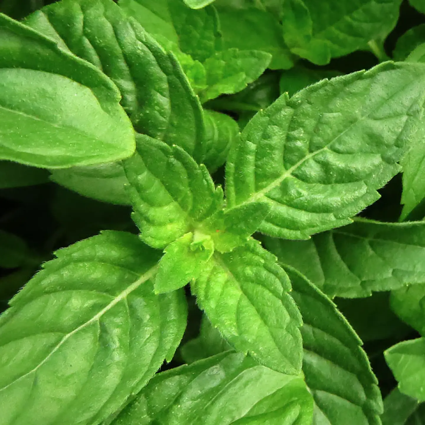 Aceite esencial puro de Albahaca 10 ml 2