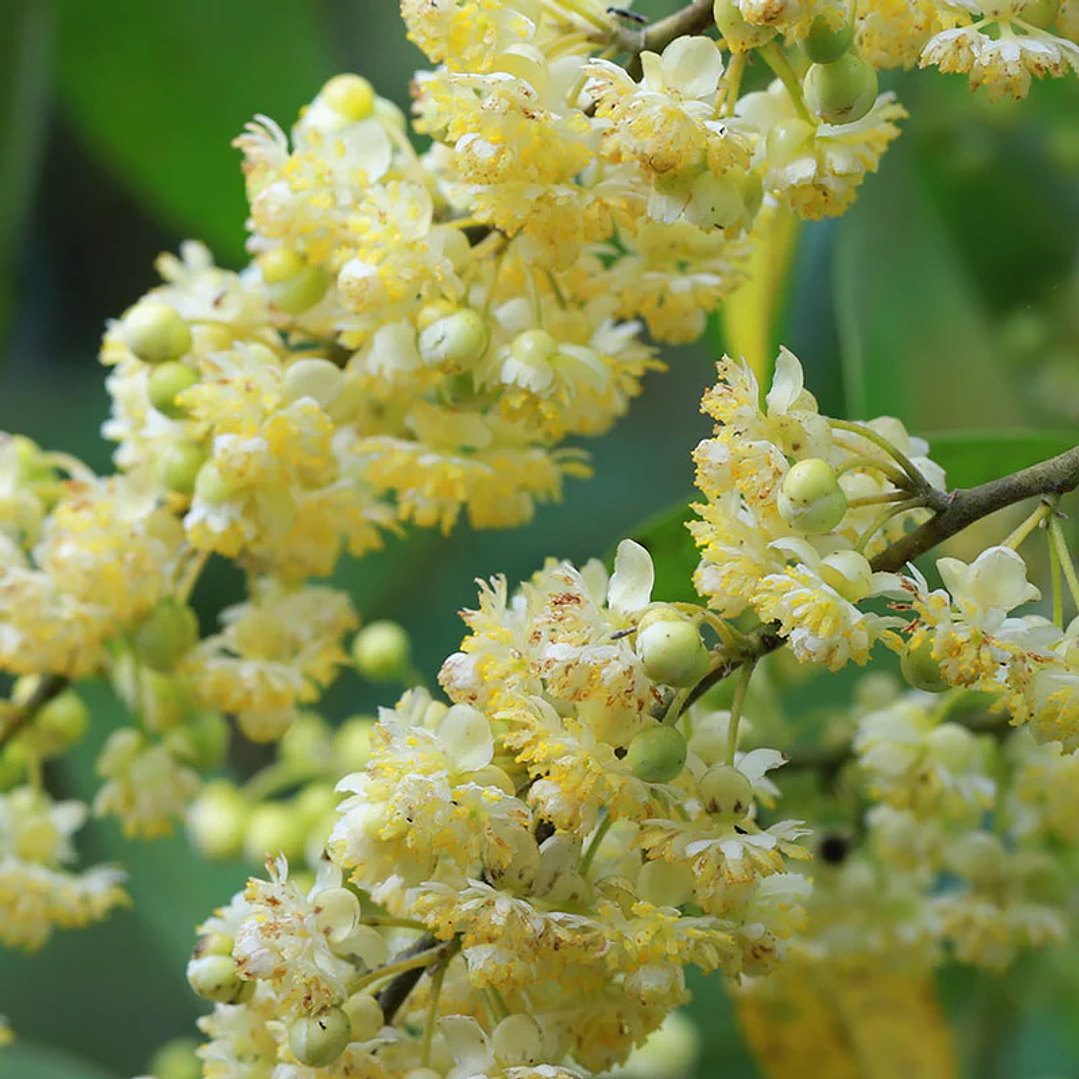 Aceite esencial puro May Chang 10 ml 2