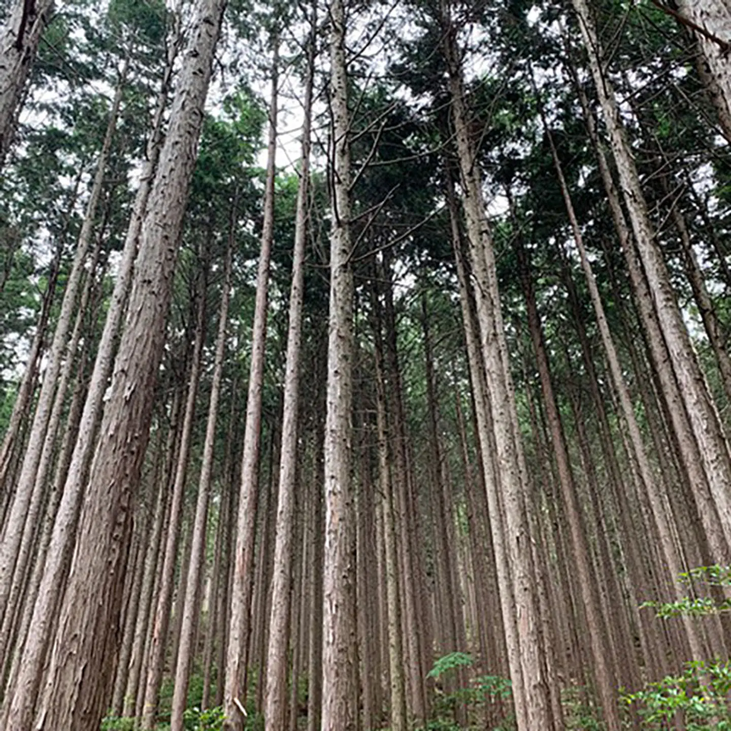 Aceite esencial puro de madera de hinoki 10 ml 2