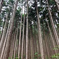 Aceite esencial puro de madera de hinoki 10 ml - Miniatura 2