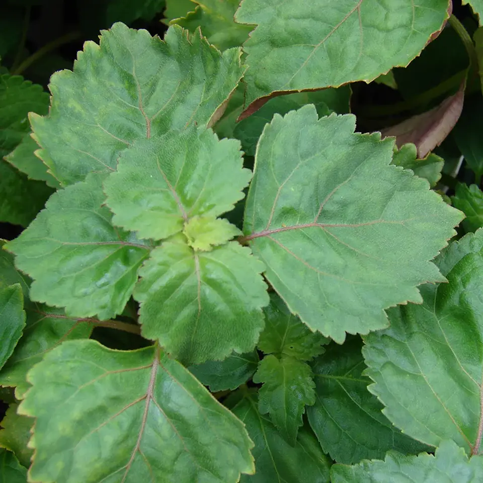Aceite esencial puro de patchoulí 10 ml 2