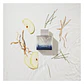 Antonio Bandera King Of Seduction EDT 100Ml Hombre - Miniatura 3