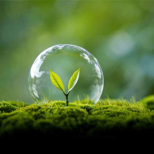 Certificación Mirabilis