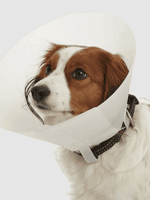 collar isabelino 15 cm economico marben 15 cm