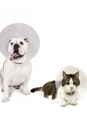 collar isabelino 12.5 cm buster 12.5 cm