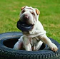 Kong Tires M/L Neumatico Resistente - thumbnail 3