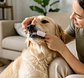 Toallitas para Dientes 50un. Baby Pets  - Miniatura 2