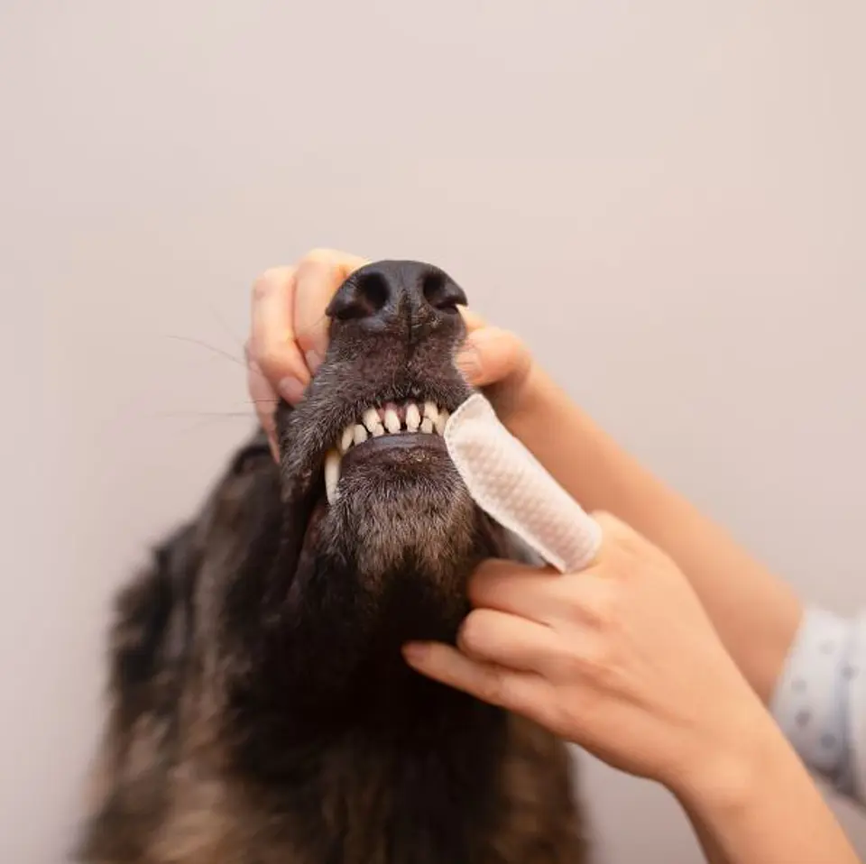 Toallitas Dentales Perro y Gato Caryodent Finger Wipes 50 unidades 5