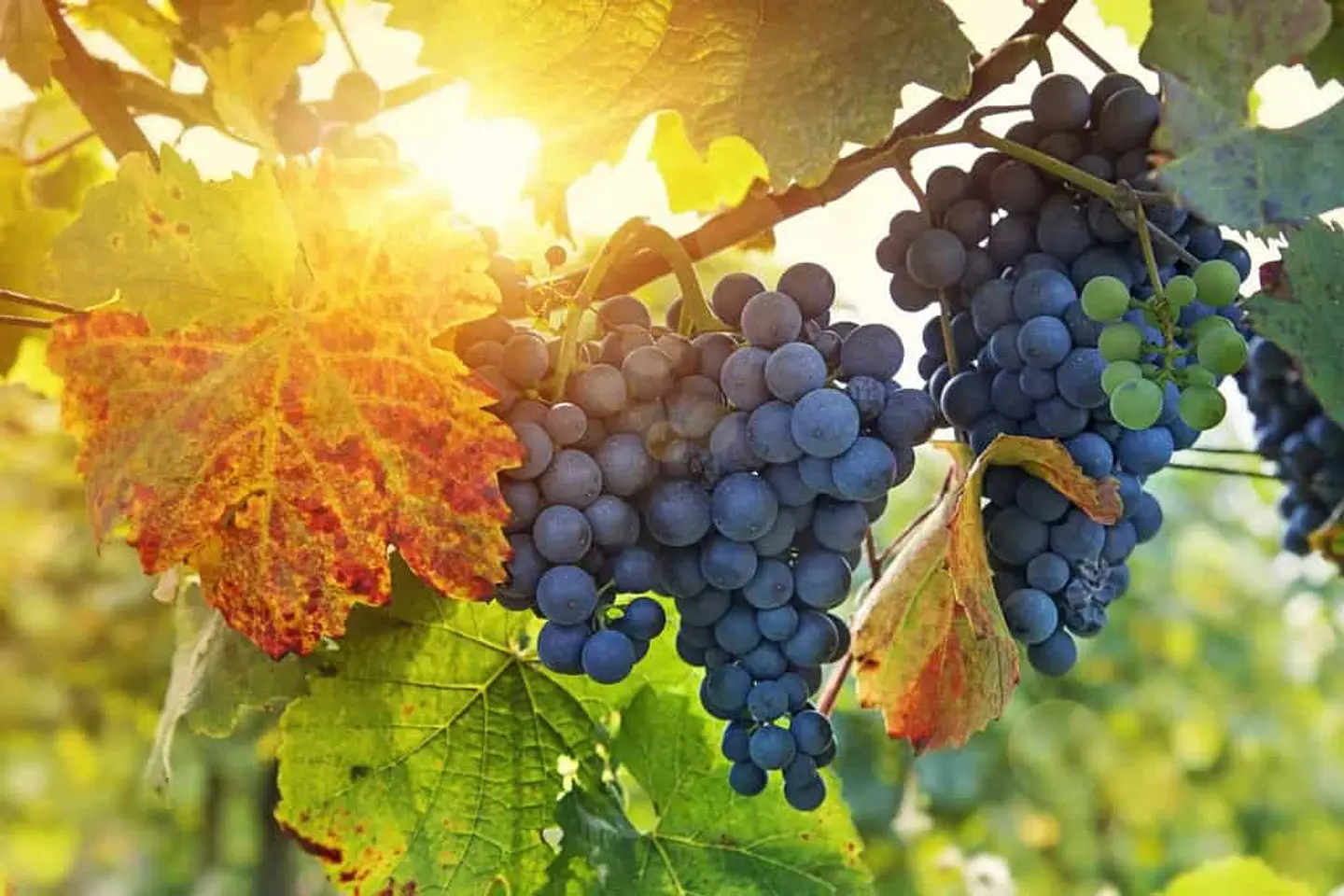 CINSAULT DE LA CASA 2025 1