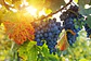 CINSAULT DE LA CASA 2025 - Miniatura 1