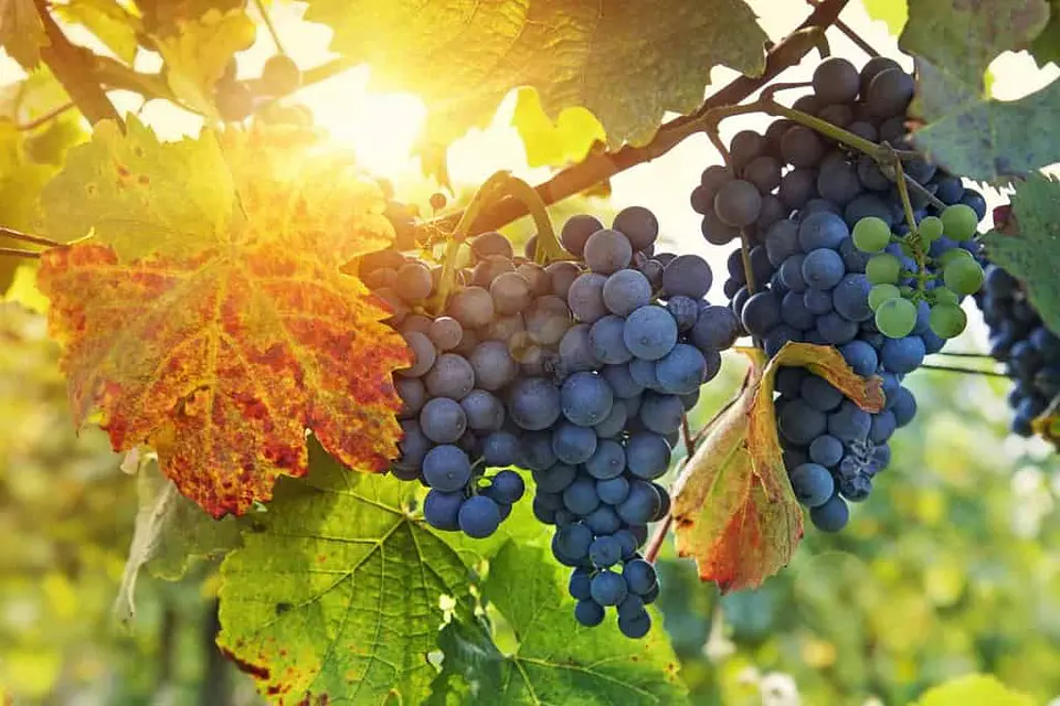 CINSAULT DE LA CASA 2025 1