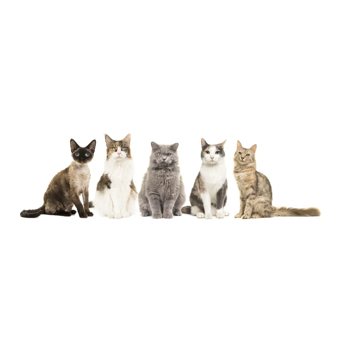 Gatos