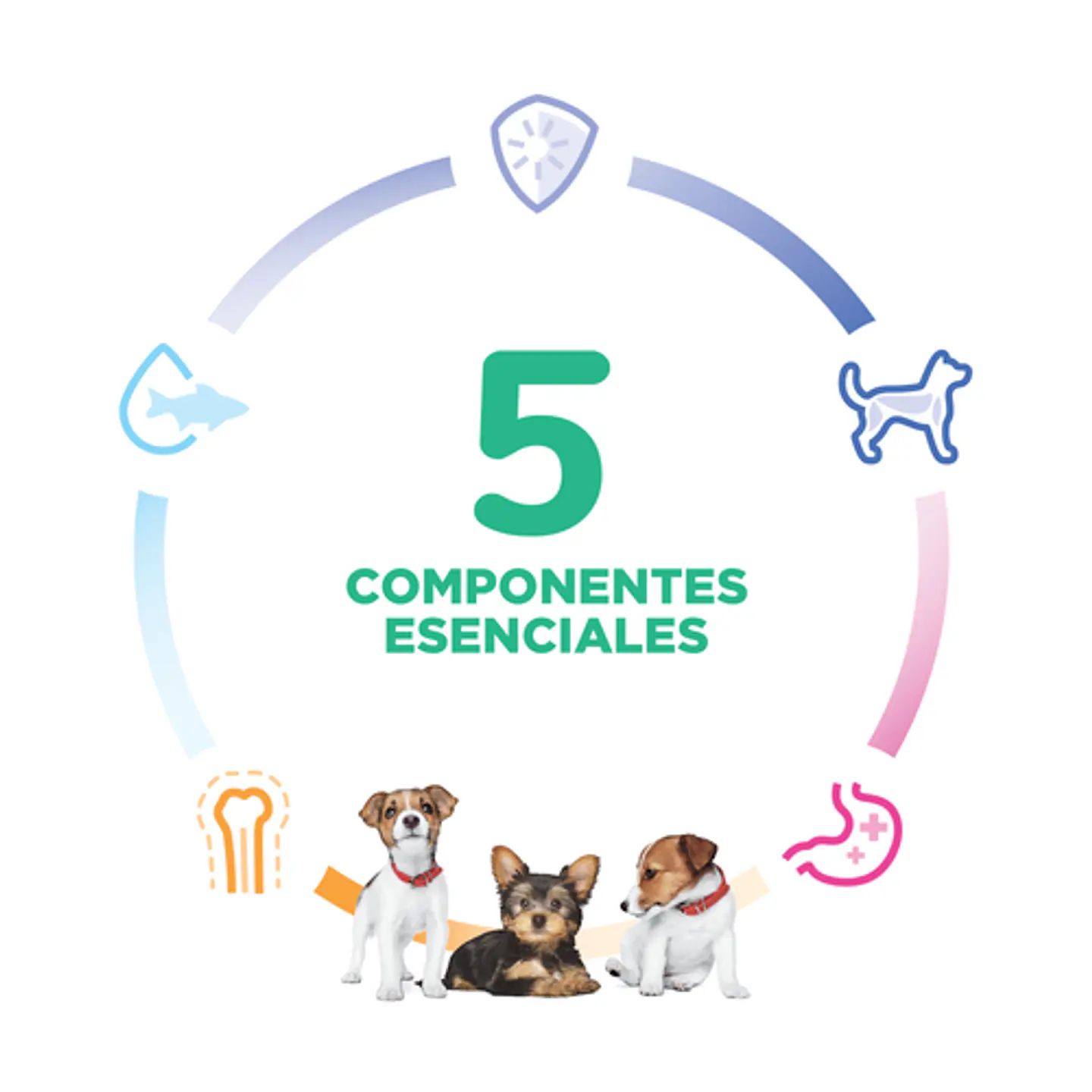Hills Puppy Small & Mini 2kg  5