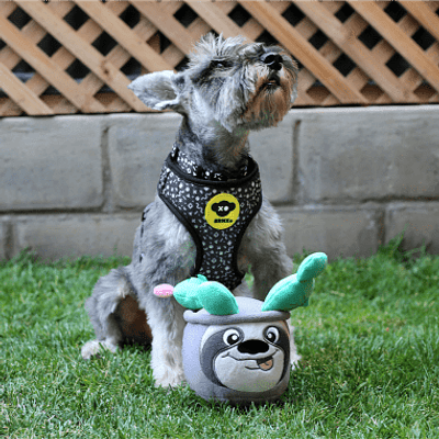 BRNX Juguete Perezoso Cognitivo