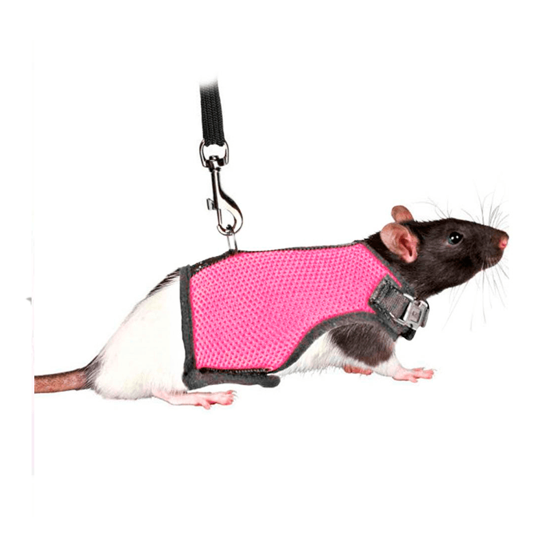 Arne Mascota Pequeña