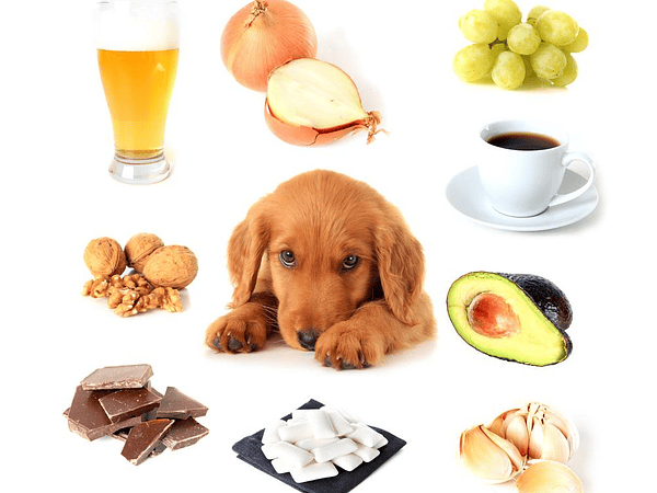 Alimentos Toxicos Para tu Perro!!