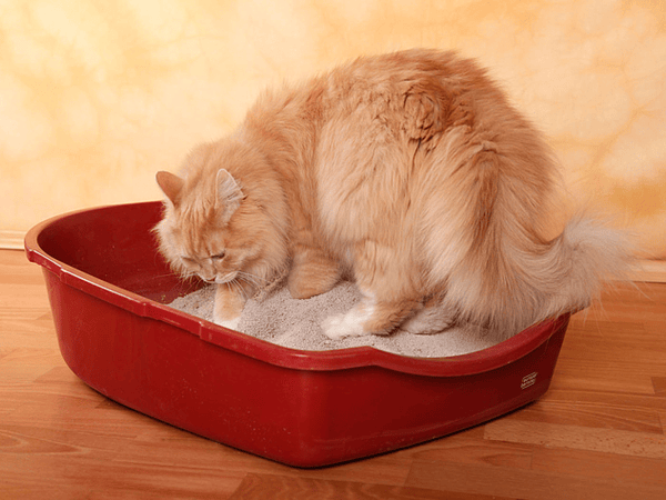 Guía completa: Cómo limpiar el arenero de tu gato