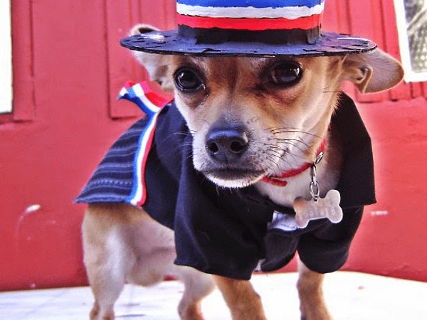 Como Cuidar a tus Mascotas en Fiestas Patrias