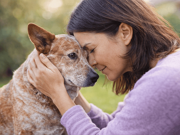 Fevereiro Roxo e a Prevenção de Doenças em Animais Idosos