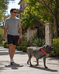 Correa Antitirones con Resorte 1,5 m para Perro - Miniatura 3