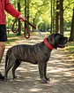 Correa Antitirones con Resorte 1,5 m para Perro - Miniatura 4