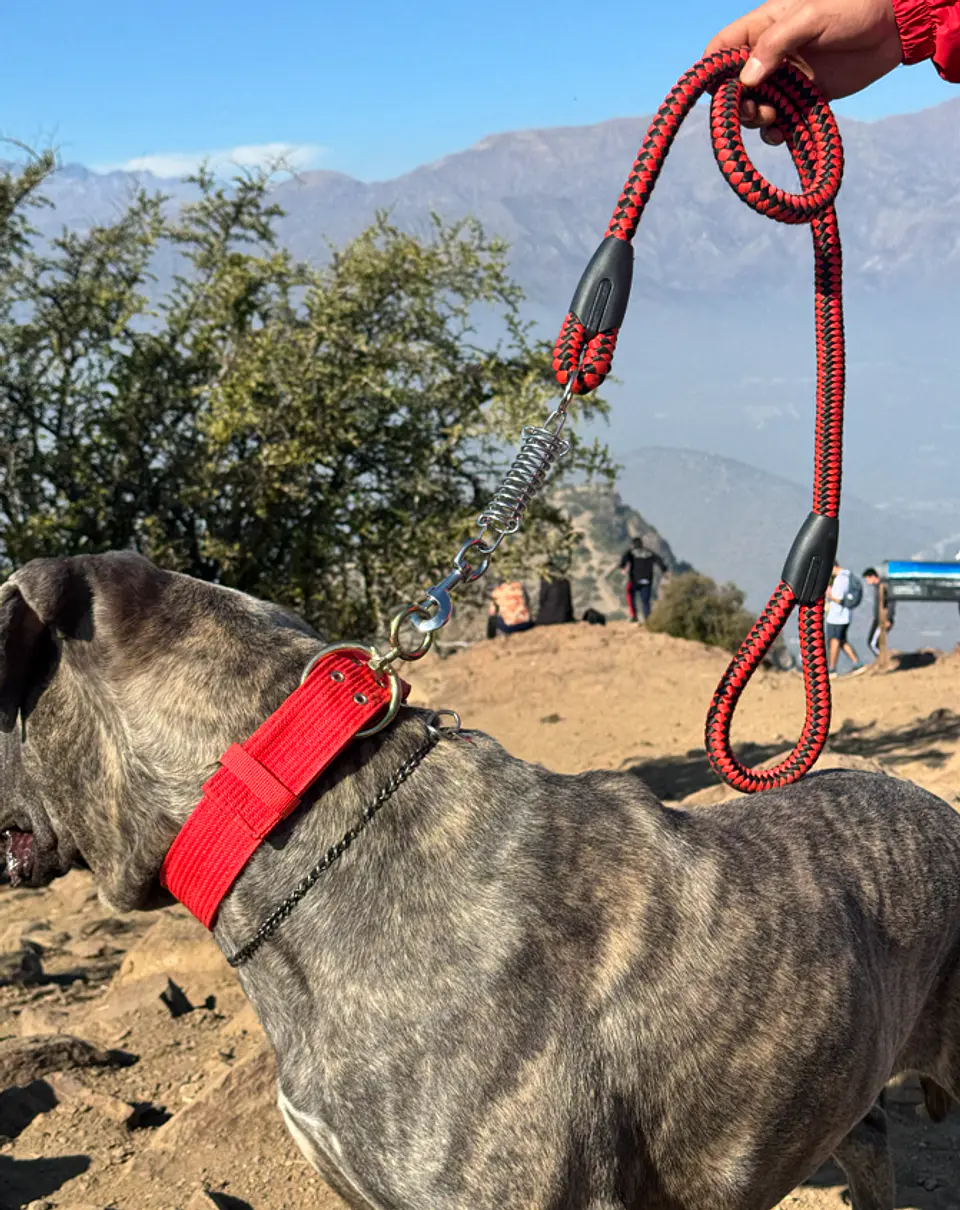 Correa Antitirones con Resorte 1,5 m para Perro 5