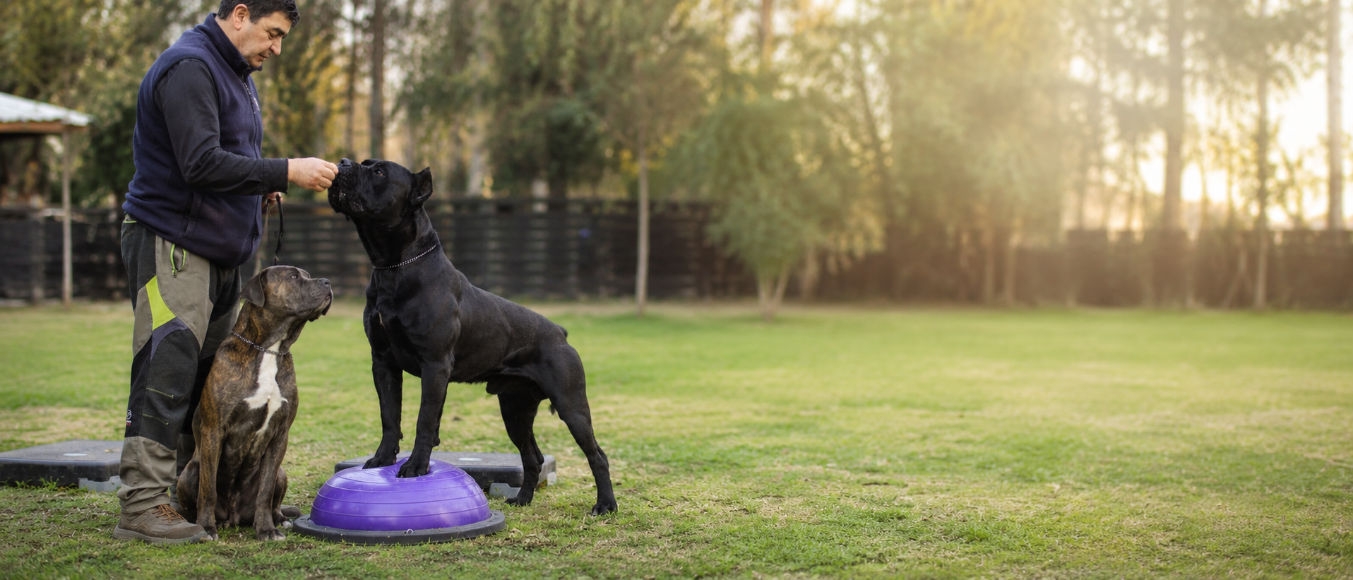 Entrenamiento canino