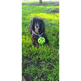 Pelota interactiva
